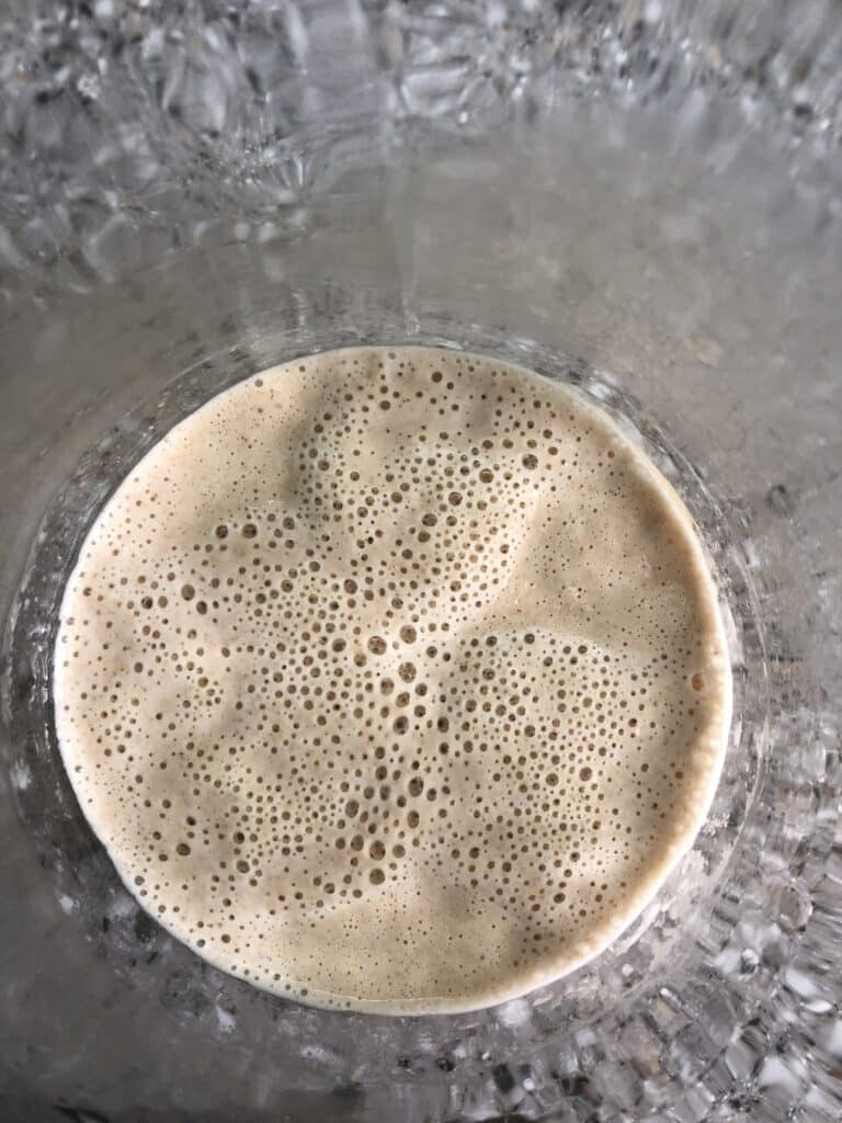 sourdough starter