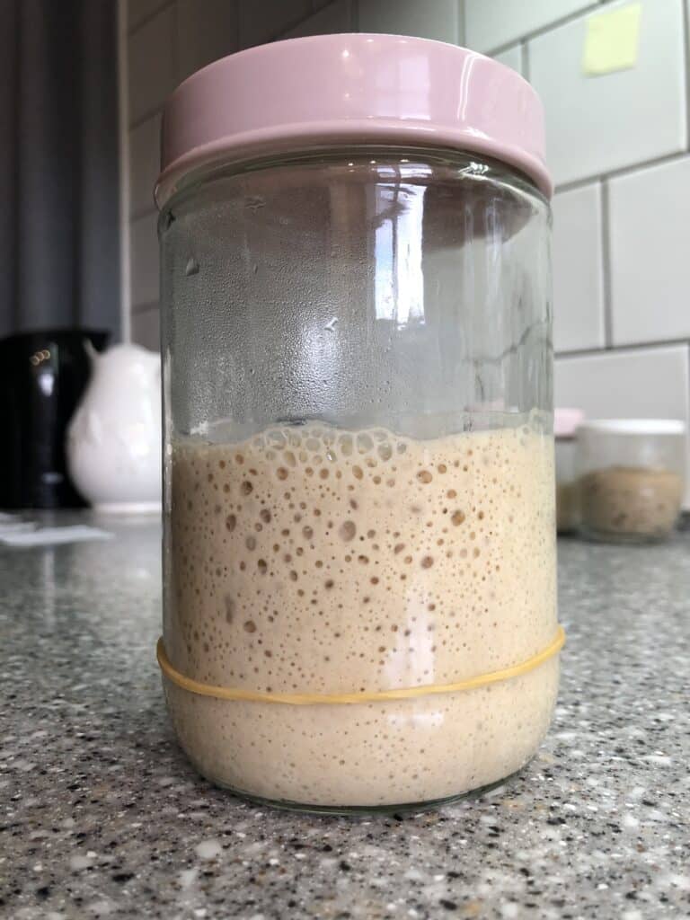 sourdough starter