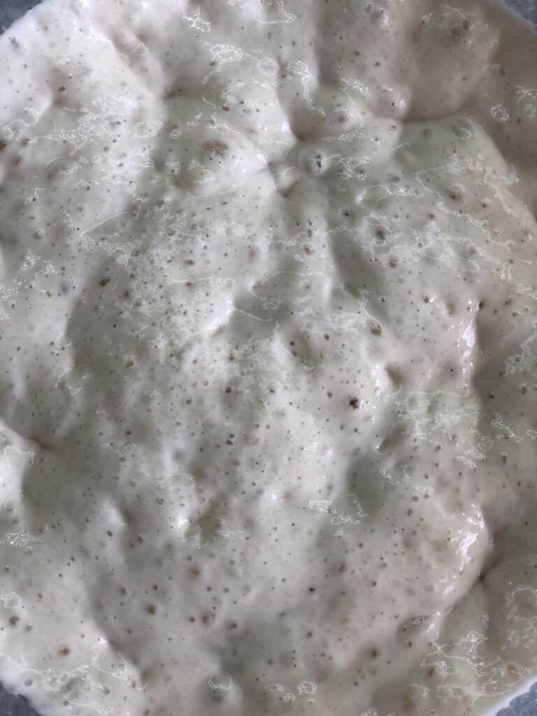 sourdough starter